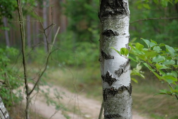 Birch trees in the summer green forest
