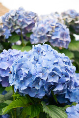 blue hydrangea flower