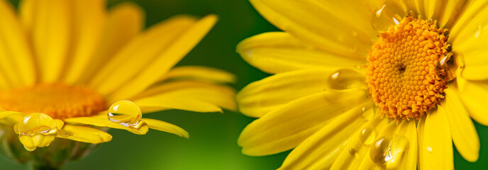 flower with rain drops - macro photography