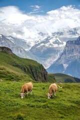 Fototapeta na wymiar swiss cows on mountian meadow