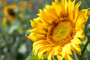 Fototapeta premium sunflower in the garden