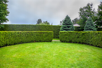 curved thuja hedge in a garden with trees and fir trees and a green lawn spring backyard landscape,...