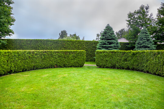curved thuja hedge in a garden with trees and fir trees and a green lawn spring backyard landscape, nobody.