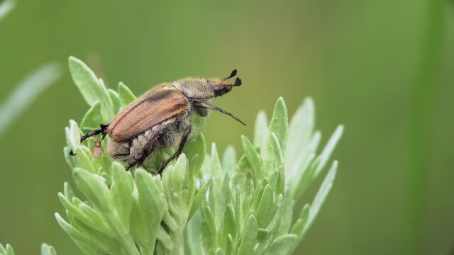 Macro of a Maybug sitting on the corolla of a plant and a small fly crawling around it.