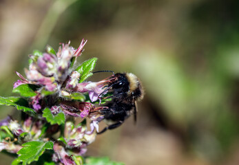 Macro of a Bombus