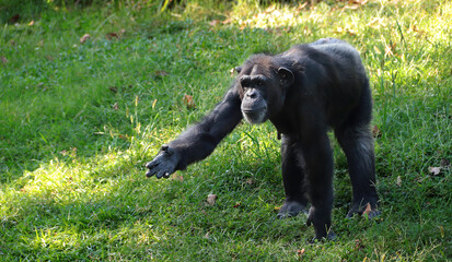 Fototapeta premium Ape reaching for a snack