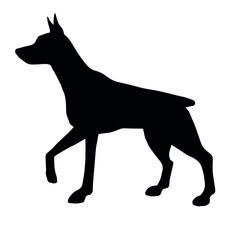 Vector hand drawn doberman dog silhouette isolated on white background