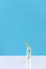 A sprig of rosemary in a glass bottle with water on an blue background with a light shadow. The concept of alternative medicine, minimalism, blank. Copy space.