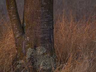 Oak woodland landscape in Hot Dry California Summer  1