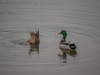 Pair of mallard ducks floating on Lower American River 2