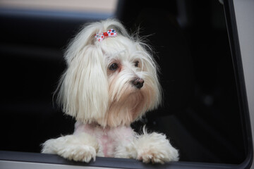 Small dog maltese looks out the car window