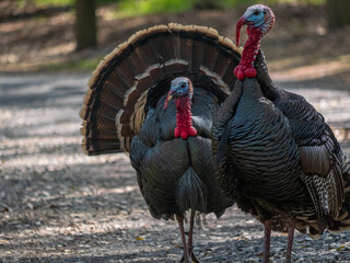 Pair of Rio Grande Wild turkeys with detailsg