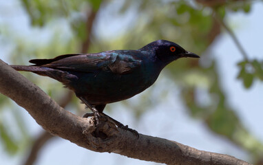 Rotschulter-Glanzstar (Lamprotornis nitens), Etosha, Namibia