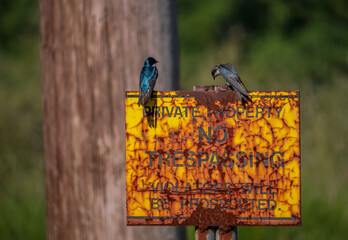 Pair of Tree Swallows (Tachycineta bicolor) on old rusted No Trespassing Sign 3