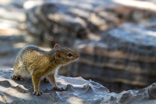 Schlichtborstenh&ouml;rnchen oder Streifenloses Borstenh&ouml;rnchen (Xerus rutilus)