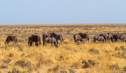 Streifengnus(Connochaetes taurinus), Namibia