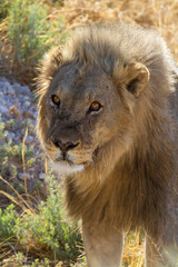 Löwe (Panthera leo) im  Etosha Nationalpark