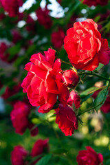 Beautiful red blooming rose flower bush. Close up natural background