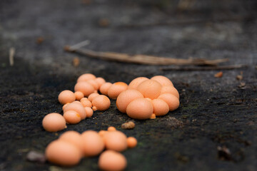 Wolfs Milk aka Lycogala epidendrum side view