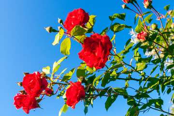 Obraz premium Beautiful red blooming rose flower bush on clear blue sky background. Close up nature background