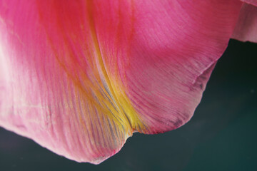 Macro Close Up Professional Flower Photography. High Resolution and Full Frame.