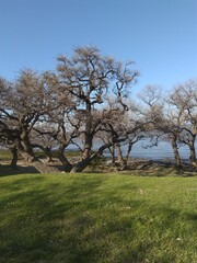 Obraz premium trees in the field