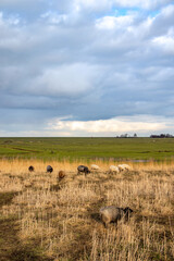 Fototapeta na wymiar Sheep on a meadow