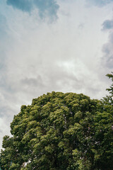 Tree in the Wind