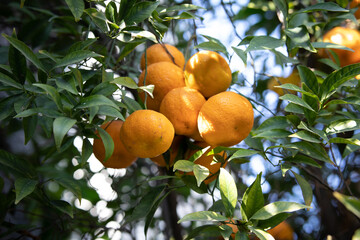 naranjas 