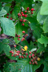 berries in the woods