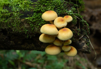 Yellow mushrooms in a fallen trunk in a rainforest at Brazil