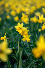Beautiful yellow daffodils flowers