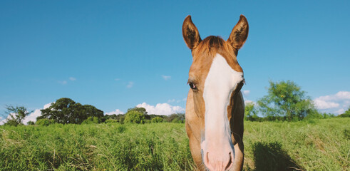 Young horse being curious shows foal in summer meadow with copy space on Texas landscape background...