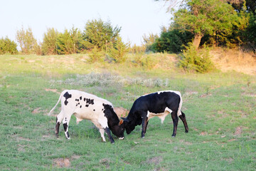 Beef crossbred bull calves fighting in summer Texas field.