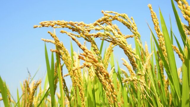 Close-up of harvest of yellow oryza sativa