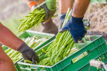 A worker puts freshly cut asparagus in a basket