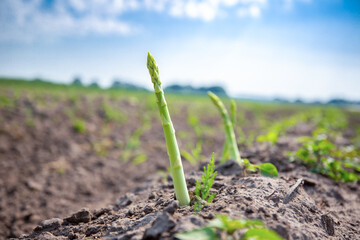 Green asparagus on an asparagus field
