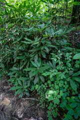 green forest background
