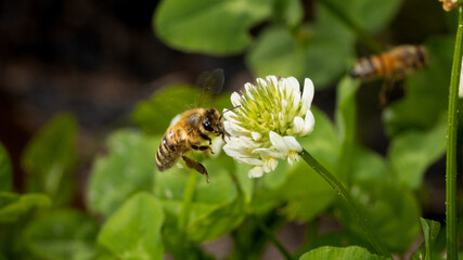 close-up of a bee flying towards a clover blossom,  green blurred background,  wings blurred by motion