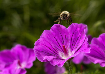 a bee flying towards a purple geranium flower - the blossom wide open like a gramophone. wings blurred by motion