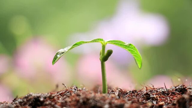 Close-up of raindrops on a plant dripping on the ground