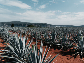 En Jalisco existe un pueblo llamado Tequila, en el cual encontraras el mejor paisaje agavero y...