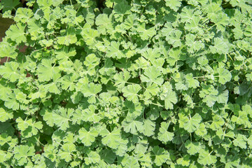 Fototapeta premium Nutmeg scented geranium herb growing in a garden