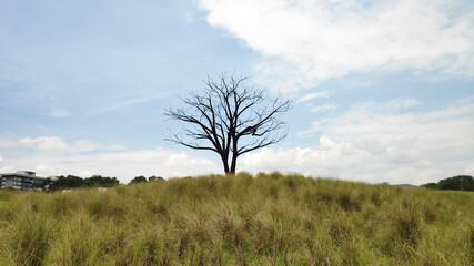 Fototapeta premium The Lone Tree in Jurong Lake Gardens Singapore