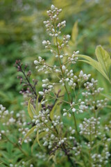 Heavenly Bamboo, also called Sacred Bamboo, Nandina, Chinese Sacred Bamboo.