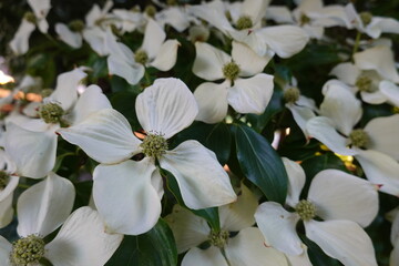 Kousa Dogwood (Japanese Dogwood) The White Kousa is known for its unique look, peeling bark, and epic white leaves that have the appearance of blooms.