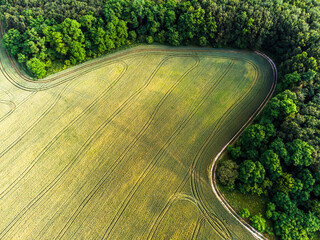 Curve road in the deep forest and field at another side