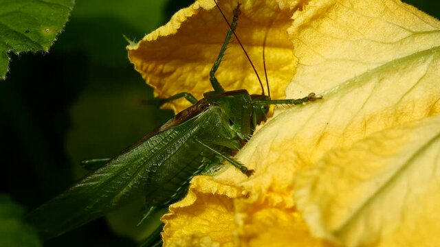 Sauterelle sur fleur jaune.