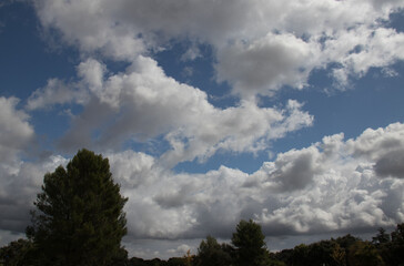 blue sky with clouds over green tree