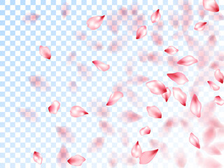 Japanese cherry petals on transparent background.